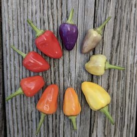 Chinese Five Color, Pepper Seeds